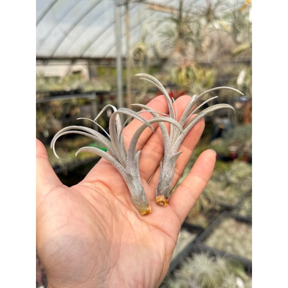 幸福貓「噴泉x多明尼加」 空氣鳳梨／空鳳（新手五星推薦入門款/植物/地表最強/送禮小物/交換小物/婚禮小物）-規格圖5