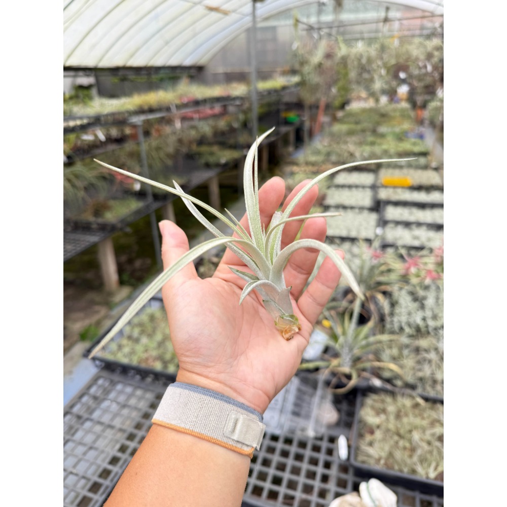 幸福貓「噴泉x哈里斯」 空氣鳳梨／空鳳（新手五星推薦入門款/植物/地表最強/送禮小物/交換小物/婚禮小物）-規格圖3