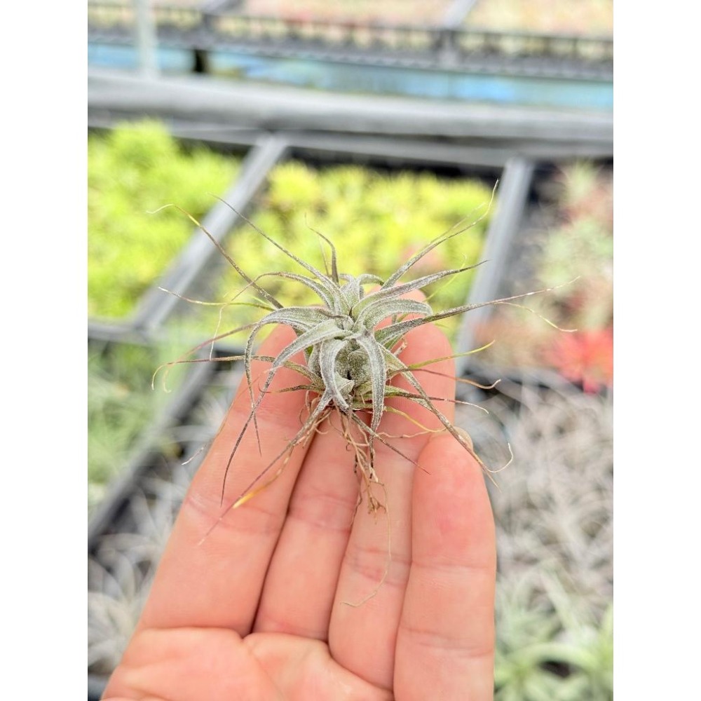 幸福貓「實生 CYC 672 電捲x RR」空氣鳳梨／空鳳（植物/地表最強/送禮小物/交換小物/婚禮小物）-細節圖2