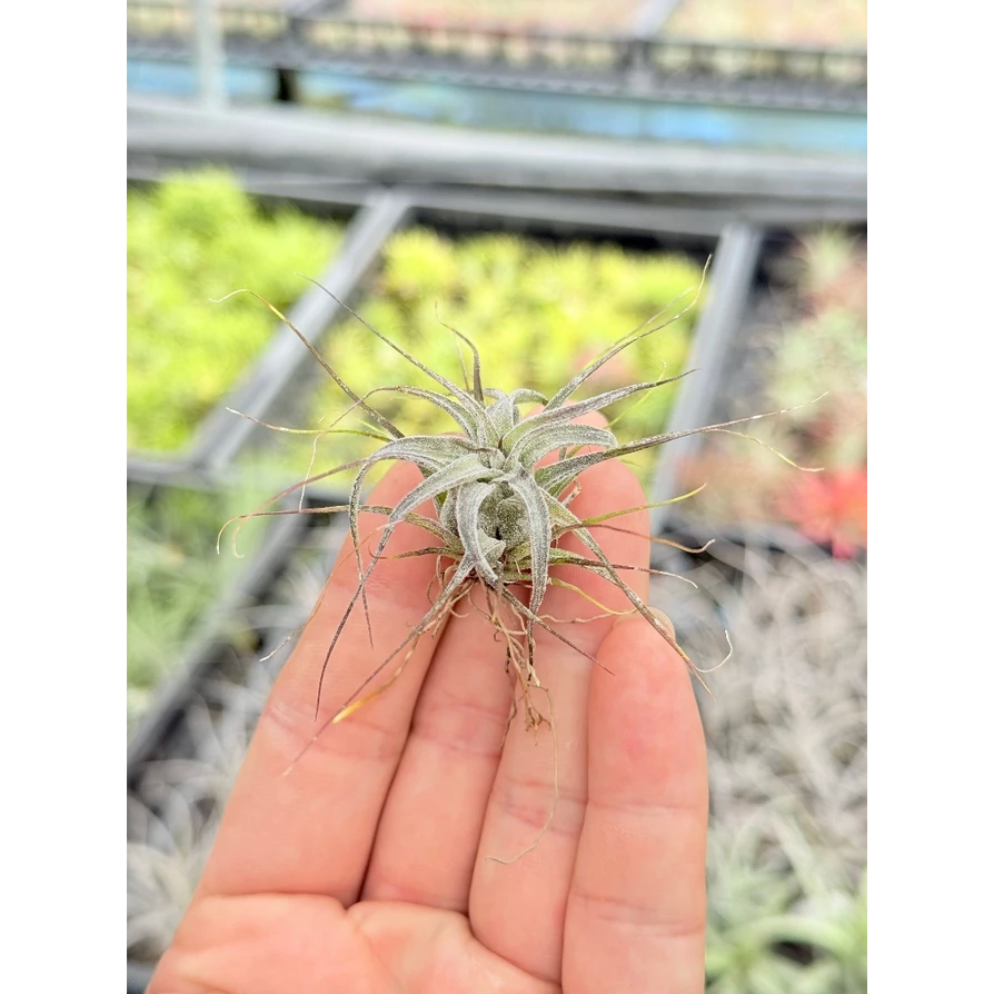 幸福貓「實生 CYC 672 電捲x RR」空氣鳳梨／空鳳（植物/地表最強/送禮小物/交換小物/婚禮小物）-規格圖4
