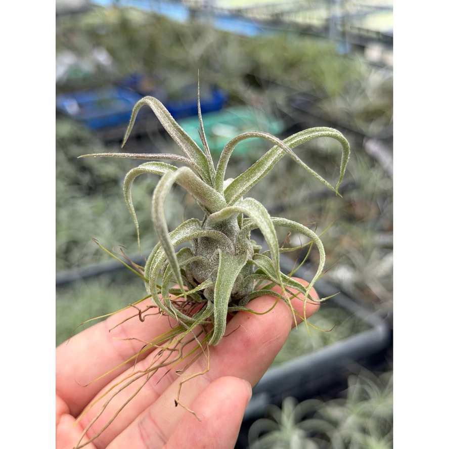 幸福貓「實生 CYC 672 電捲x RR」空氣鳳梨／空鳳（植物/地表最強/送禮小物/交換小物/婚禮小物）-規格圖4