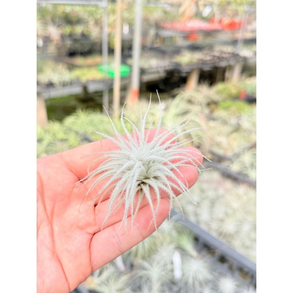 幸福貓「雞毛毯子 (厄瓜多)」 空氣鳳梨／空鳳（新手五星推薦入門款/植物/地表最強/送禮小物/交換小物/婚禮小物）-細節圖2