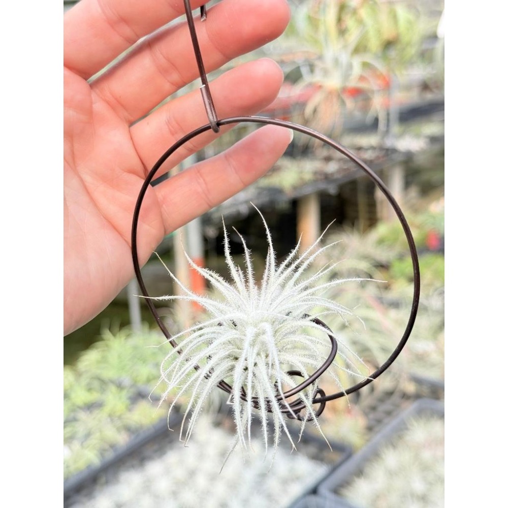 幸福貓「雞毛毯子 (厄瓜多)」 空氣鳳梨／空鳳（新手五星推薦入門款/植物/地表最強/送禮小物/交換小物/婚禮小物）-細節圖3