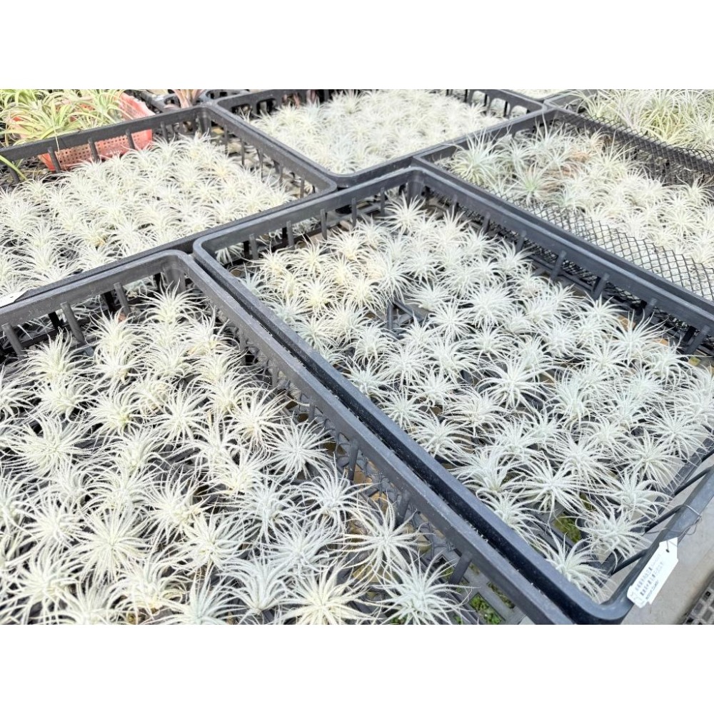 幸福貓「雞毛毯子 (厄瓜多)」 空氣鳳梨／空鳳（新手五星推薦入門款/植物/地表最強/送禮小物/交換小物/婚禮小物）-細節圖4