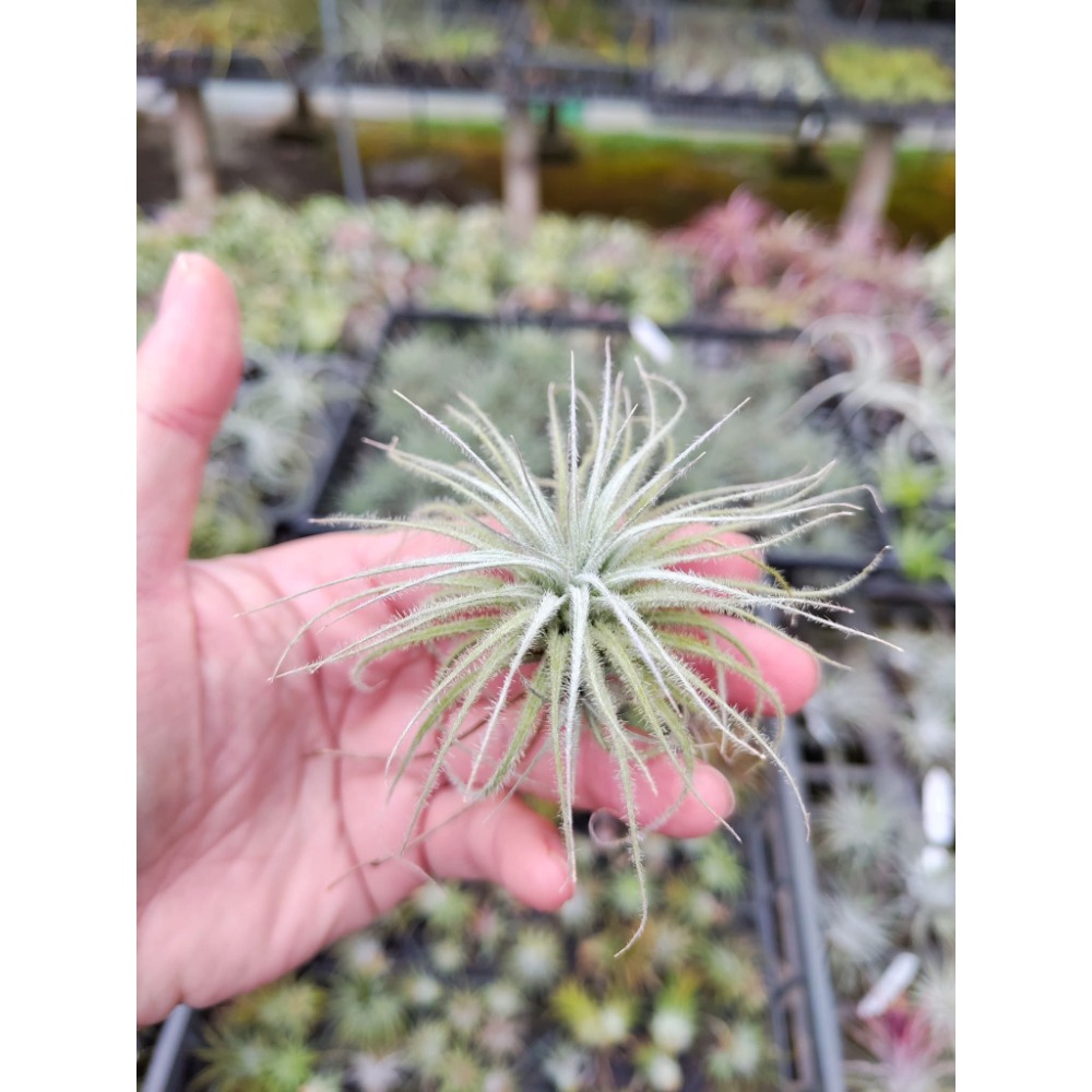 幸福貓「雞毛毯子 (厄瓜多)」 空氣鳳梨／空鳳（新手五星推薦入門款/植物/地表最強/送禮小物/交換小物/婚禮小物）-規格圖6