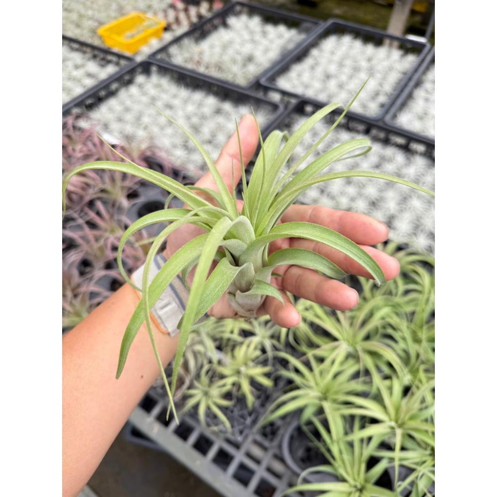 幸福貓「艾瑞克 肥芽」空氣鳳梨／空鳳（植物/地表最強/送禮小物/交換小物/婚禮小物）-細節圖2