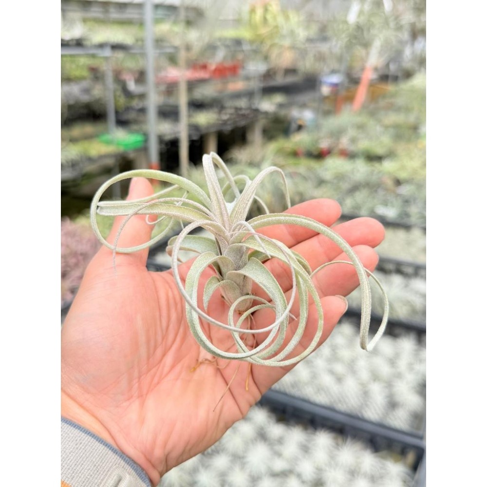 幸福貓「噴泉ｘ電捲」 空氣鳳梨／空鳳（新手五星推薦入門款/植物/地表最強/送禮小物/交換小物/婚禮小物）-細節圖2