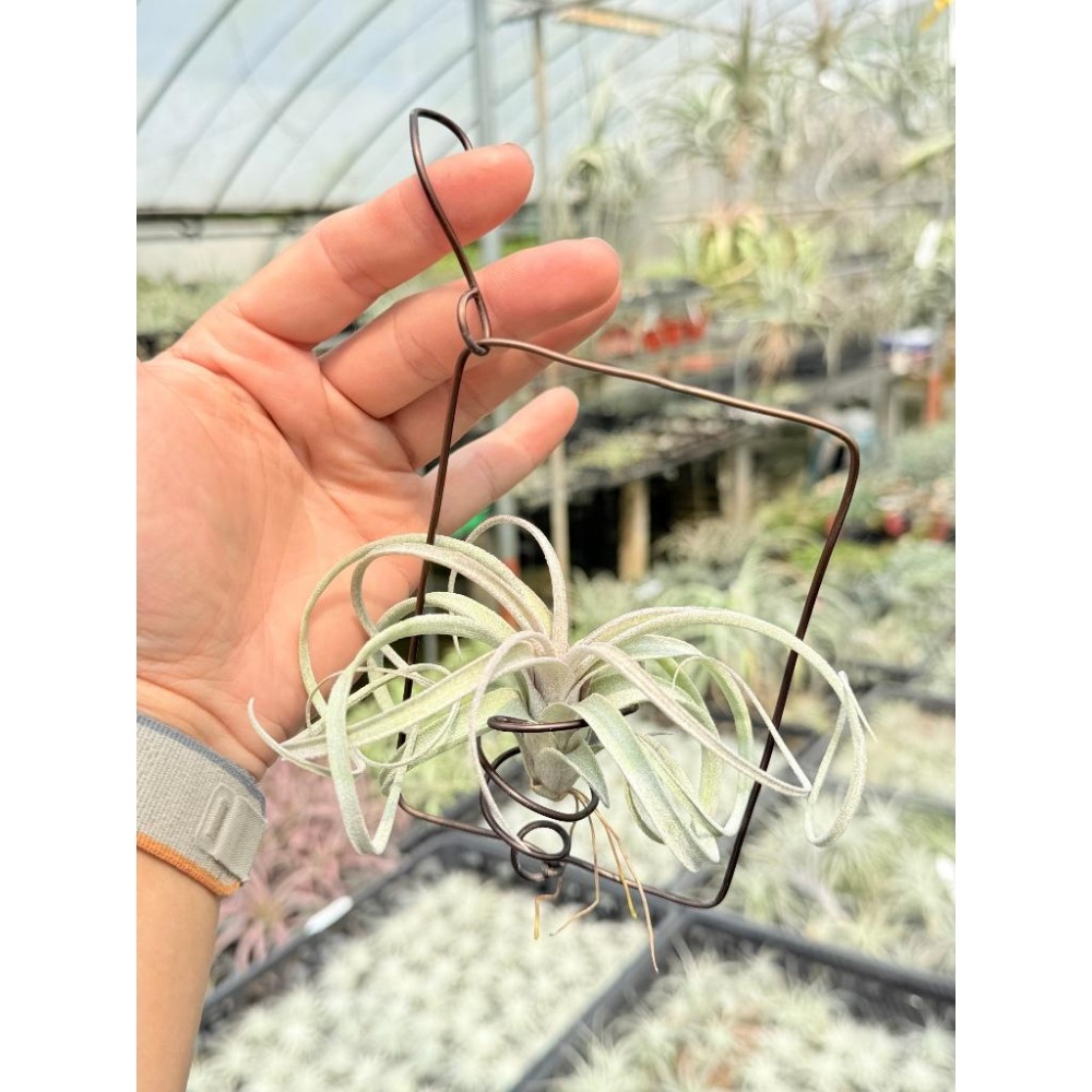 幸福貓「噴泉ｘ電捲」 空氣鳳梨／空鳳（新手五星推薦入門款/植物/地表最強/送禮小物/交換小物/婚禮小物）-細節圖3