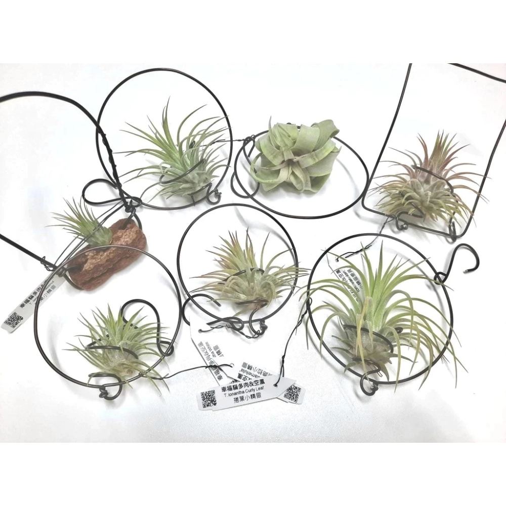 幸福貓「噴泉ｘ電捲」 空氣鳳梨／空鳳（新手五星推薦入門款/植物/地表最強/送禮小物/交換小物/婚禮小物）-細節圖4