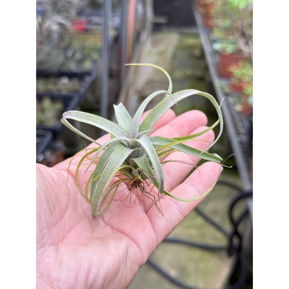 幸福貓「實生 電捲」空氣鳳梨／空鳳（植物/地表最強/送禮小物/交換小物/婚禮小物）-規格圖4