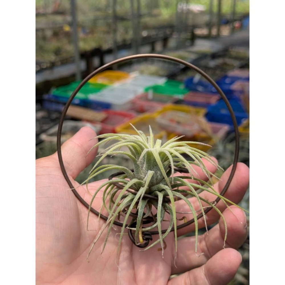 幸福貓「捲葉小精靈 」空氣鳳梨／空鳳（植物/地表最強/送禮小物/交換小物/婚禮小物）-細節圖2