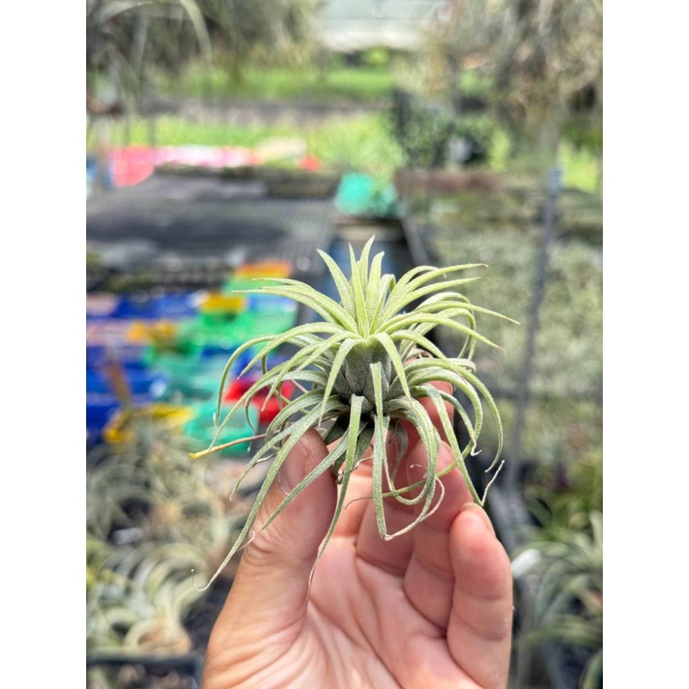 幸福貓「捲葉小精靈 」空氣鳳梨／空鳳（植物/地表最強/送禮小物/交換小物/婚禮小物）-細節圖3