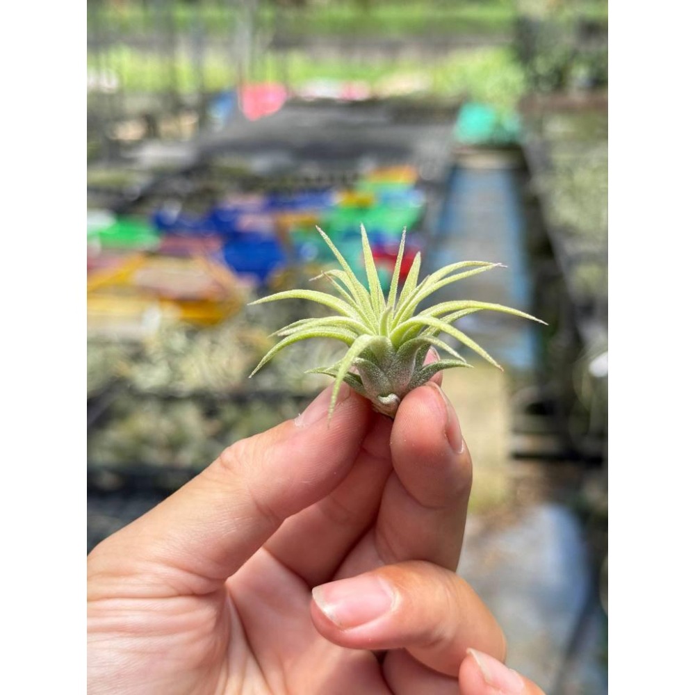 幸福貓「捲葉小精靈 」空氣鳳梨／空鳳（植物/地表最強/送禮小物/交換小物/婚禮小物）-細節圖4