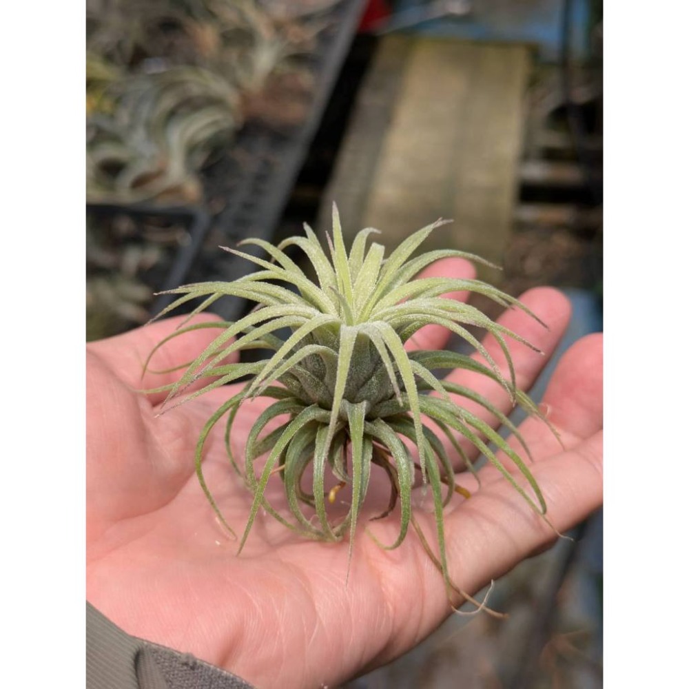 幸福貓「捲葉小精靈 」空氣鳳梨／空鳳（植物/地表最強/送禮小物/交換小物/婚禮小物）-規格圖6