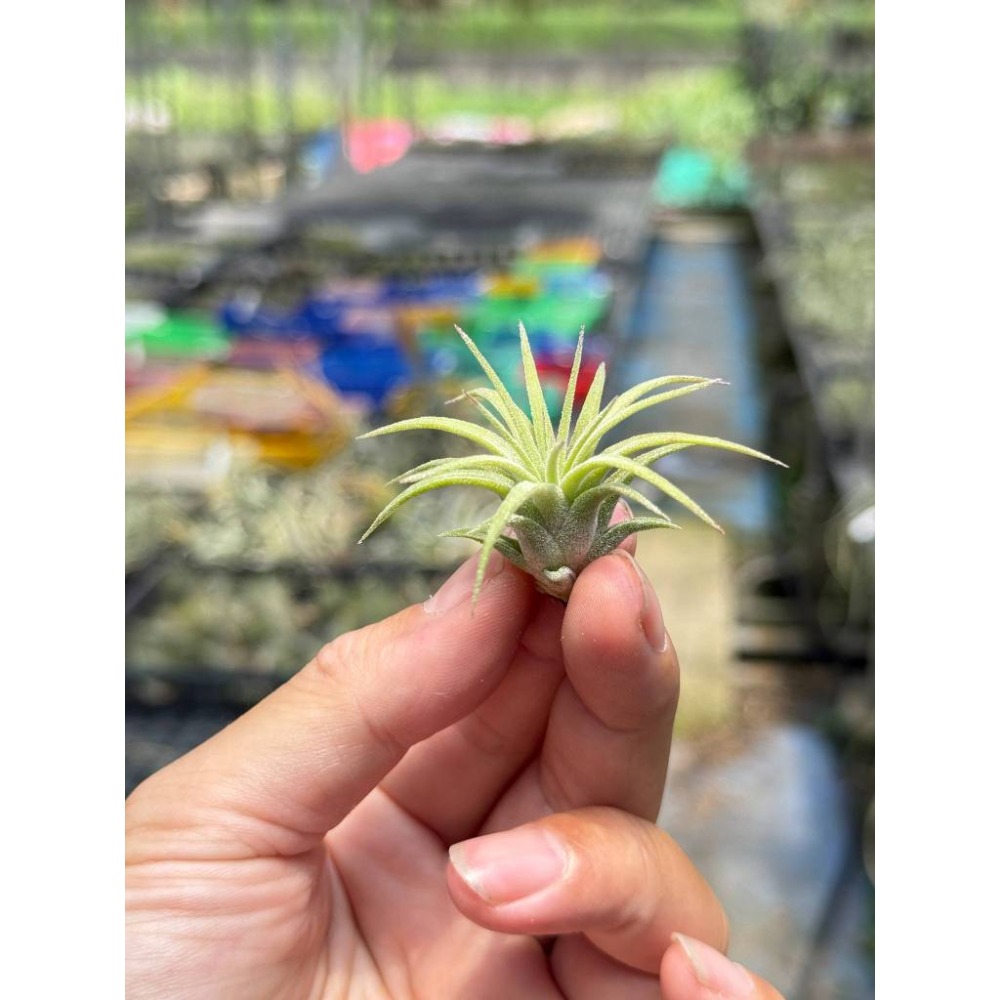 幸福貓「捲葉小精靈 」空氣鳳梨／空鳳（植物/地表最強/送禮小物/交換小物/婚禮小物）-規格圖6