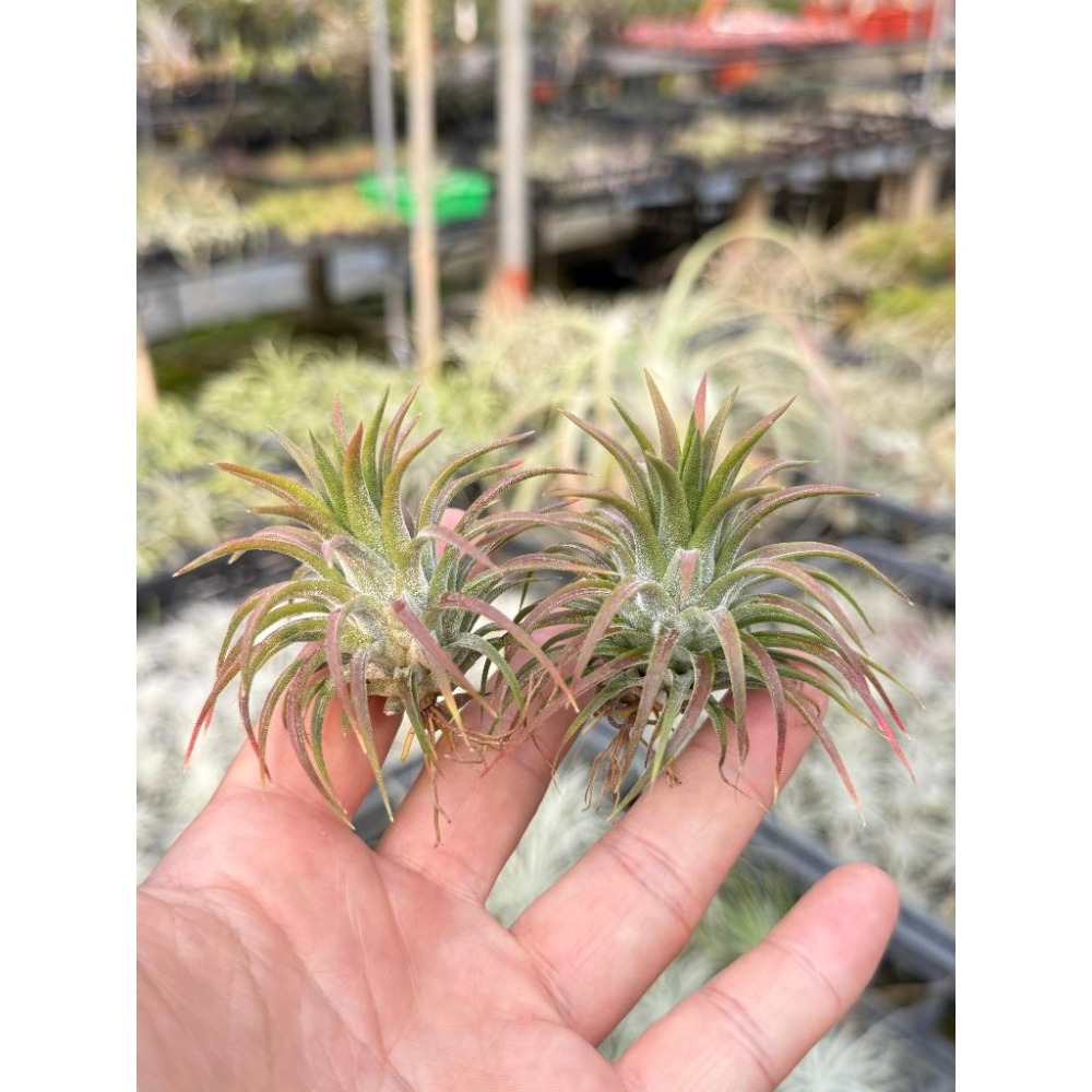 幸福貓「鞭炮小精靈」 空氣鳳梨／空鳳（新手五星推薦入門款/植物/地表最強/送禮小物/交換小物/婚禮小物）-細節圖2