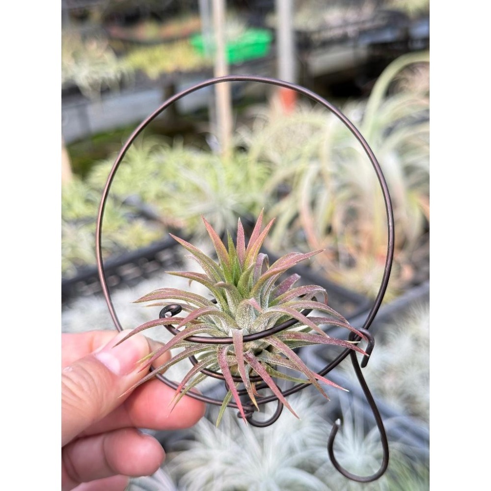 幸福貓「鞭炮小精靈」 空氣鳳梨／空鳳（新手五星推薦入門款/植物/地表最強/送禮小物/交換小物/婚禮小物）-細節圖4