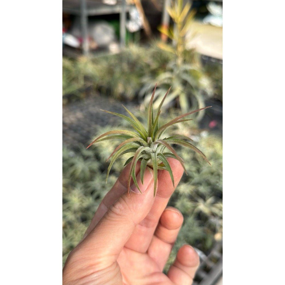 幸福貓「鞭炮小精靈」 空氣鳳梨／空鳳（新手五星推薦入門款/植物/地表最強/送禮小物/交換小物/婚禮小物）-規格圖6