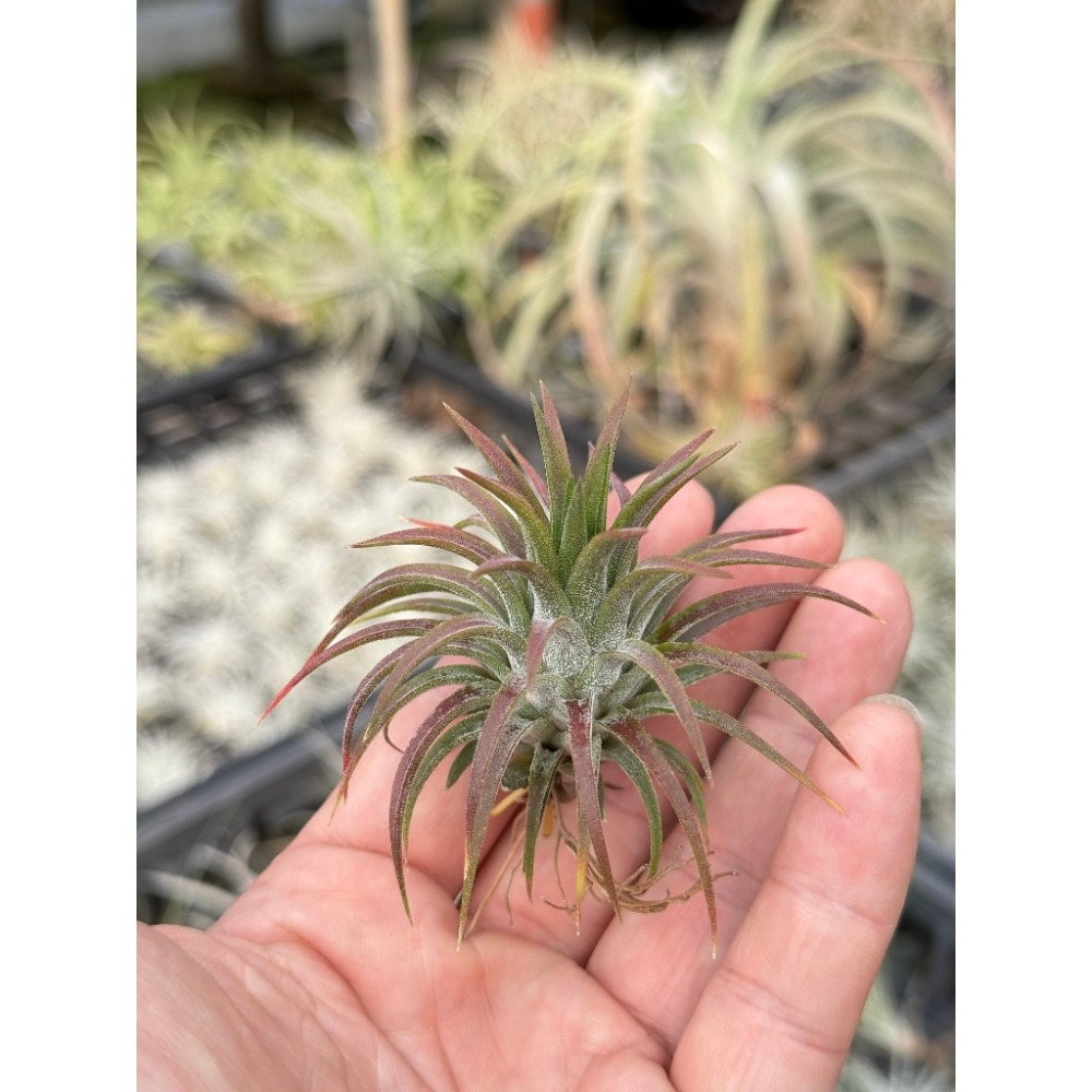 幸福貓「鞭炮小精靈」 空氣鳳梨／空鳳（新手五星推薦入門款/植物/地表最強/送禮小物/交換小物/婚禮小物）-規格圖6