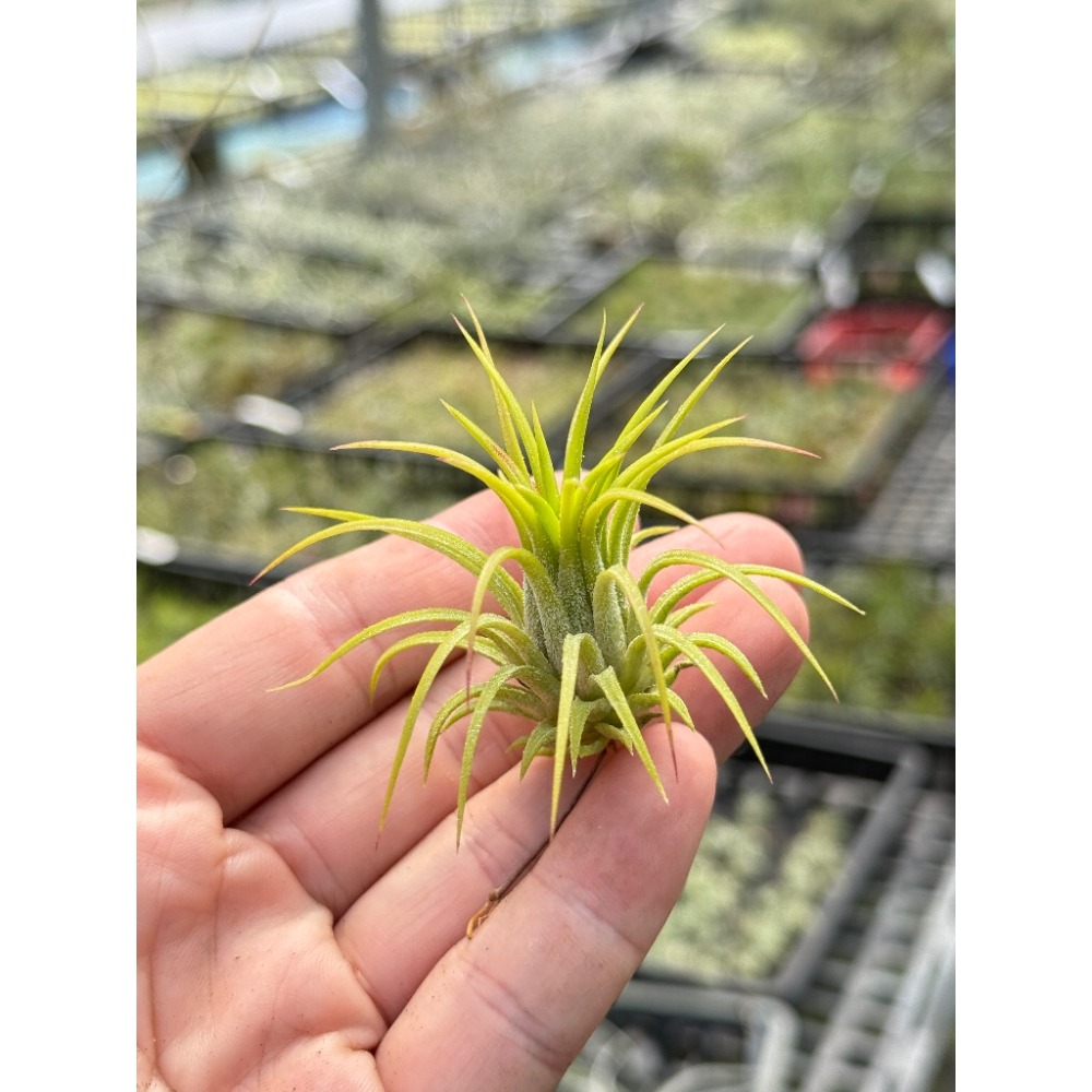 幸福貓「小精靈卡拉史特（cluster)」 空氣鳳梨／空鳳（新手五星推薦入門款/植物/地表最強/送禮小物/交換小物/婚禮-規格圖3