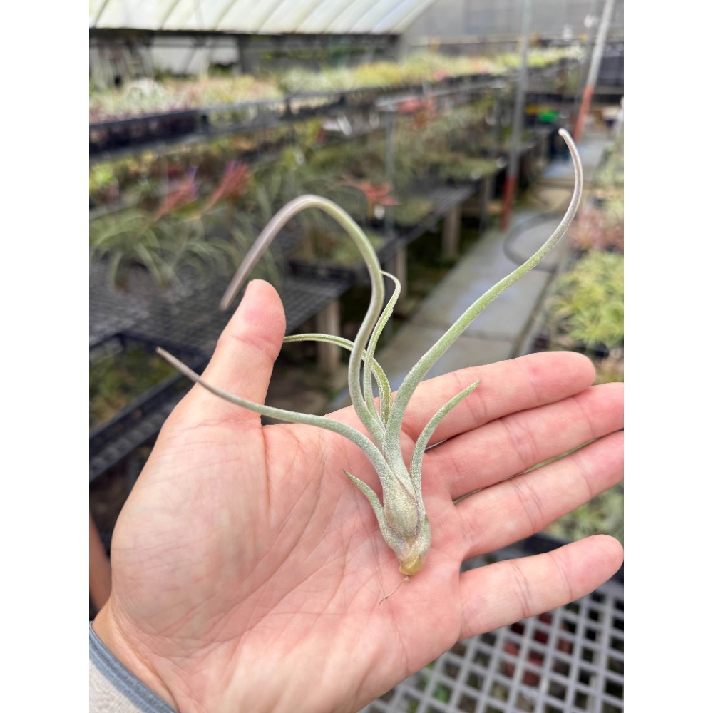 幸福貓「阿海力J x紅小犀牛」 空氣鳳梨／空鳳（新手五星推薦入門款/植物/地表最強/送禮小物/交換小物/婚禮小物）-規格圖4