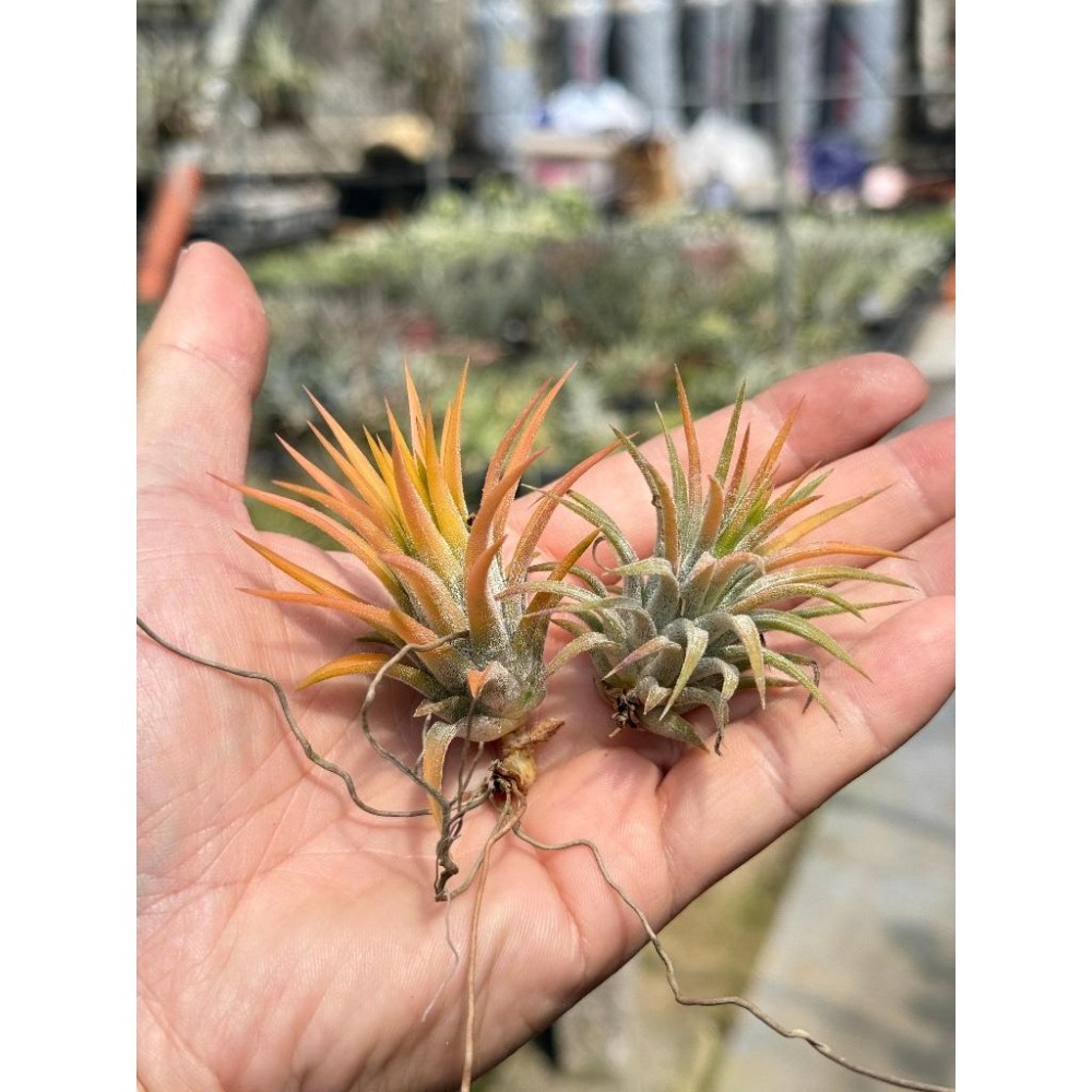 幸福貓「蜜桃小精靈 」空氣鳳梨／空鳳（植物/地表最強/送禮小物/交換小物/婚禮小物）-細節圖2