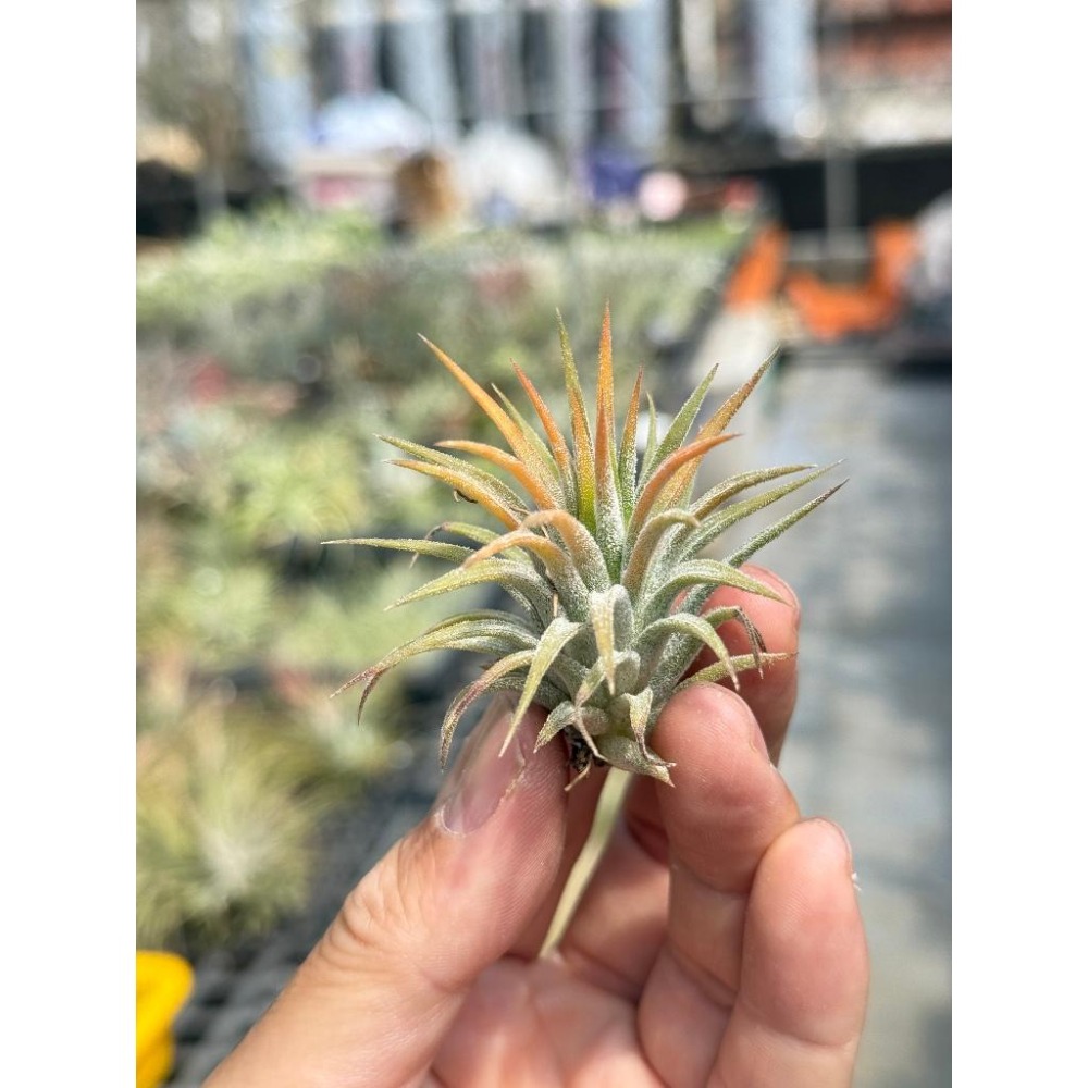 幸福貓「蜜桃小精靈 」空氣鳳梨／空鳳（植物/地表最強/送禮小物/交換小物/婚禮小物）-細節圖3