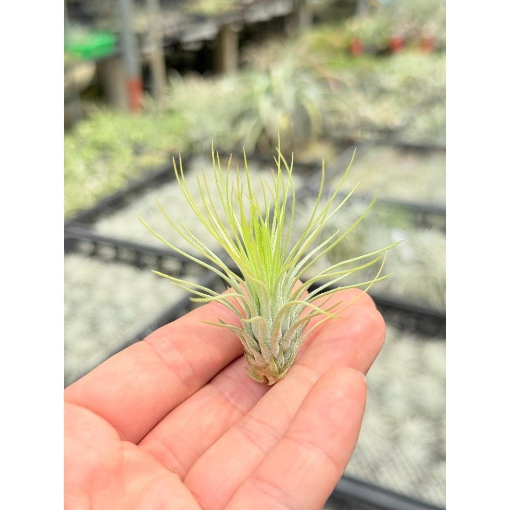 幸福貓「長莖紅寶石」 空氣鳳梨／空鳳（新手五星推薦入門款/植物/地表最強/送禮小物/交換小物/婚禮小物）-細節圖3