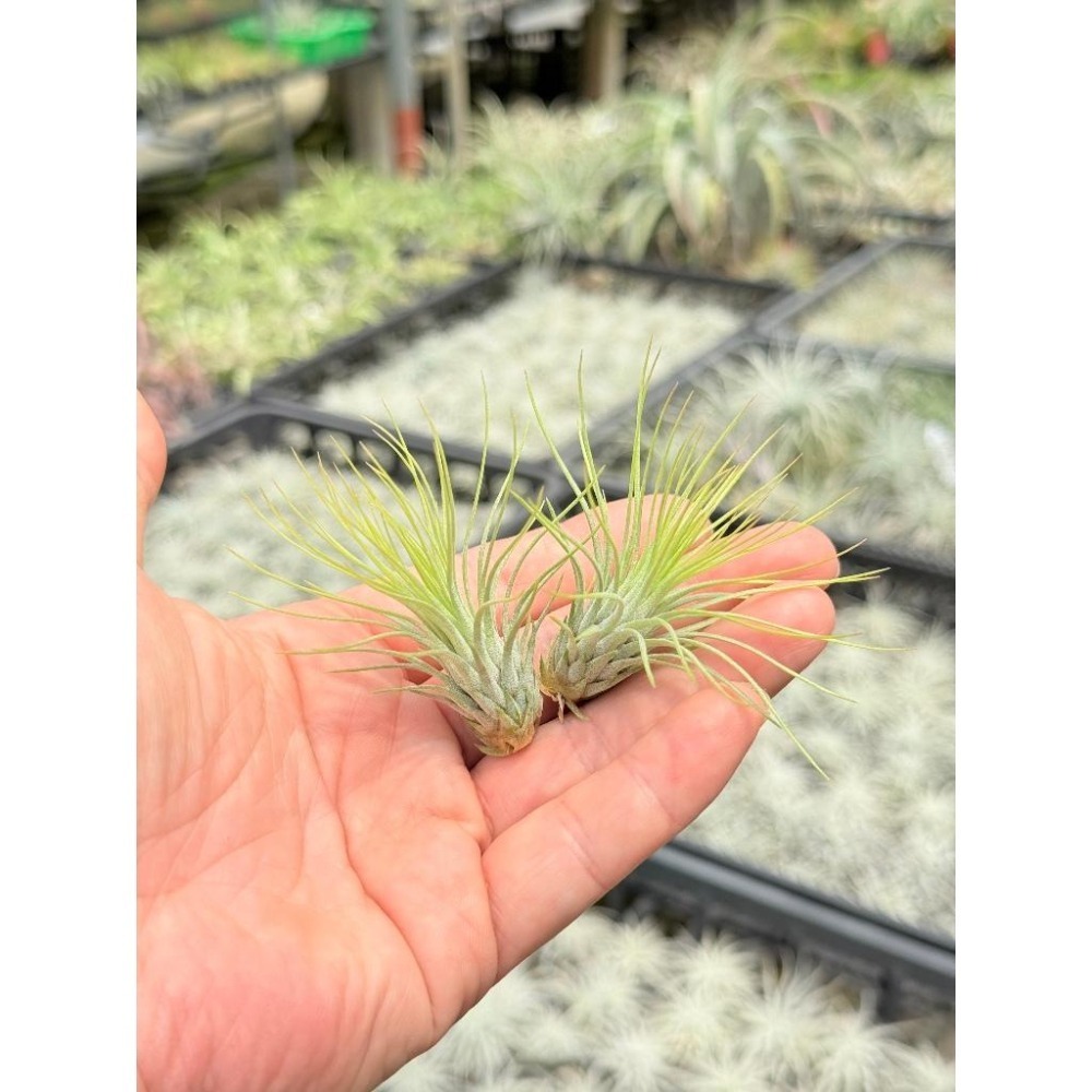 幸福貓「長莖紅寶石」 空氣鳳梨／空鳳（新手五星推薦入門款/植物/地表最強/送禮小物/交換小物/婚禮小物）-細節圖4