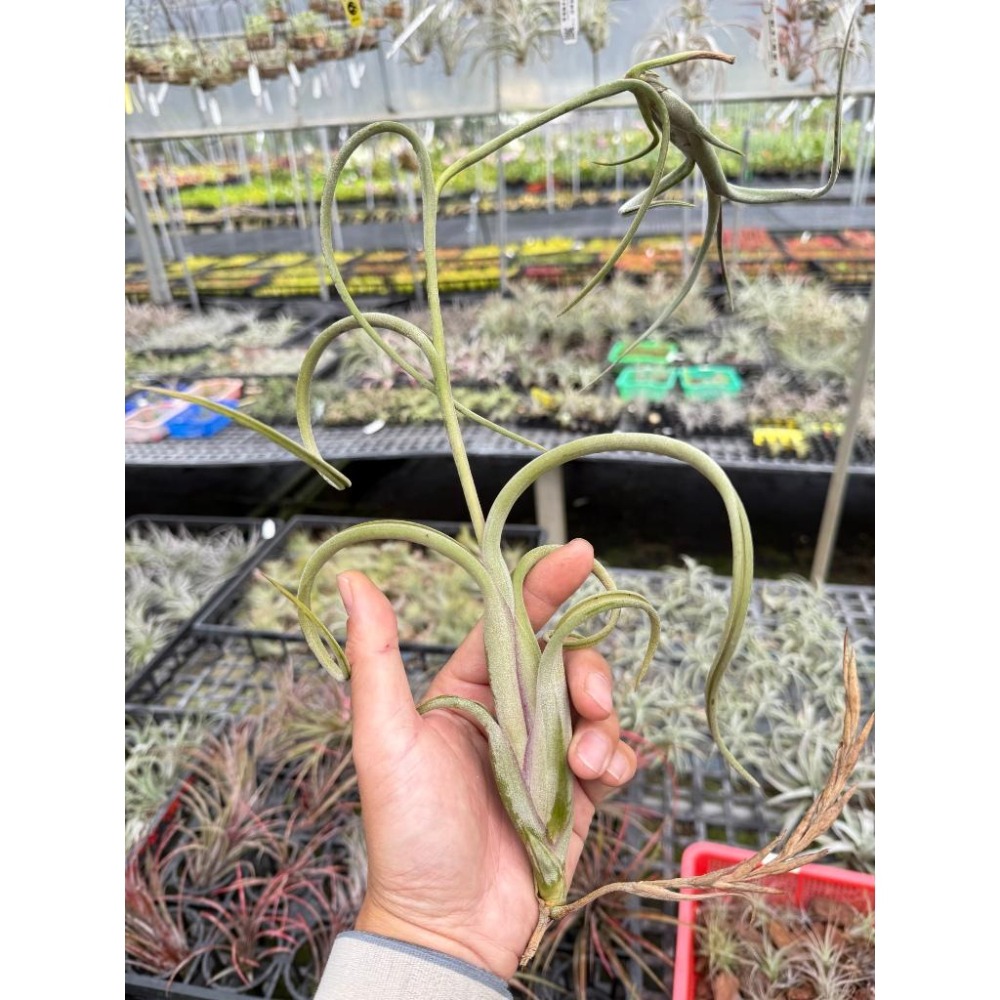 幸福貓「花中花」 空氣鳳梨／空鳳（新手五星推薦入門款/植物/地表最強/送禮小物/交換小物/婚禮小物）-細節圖4