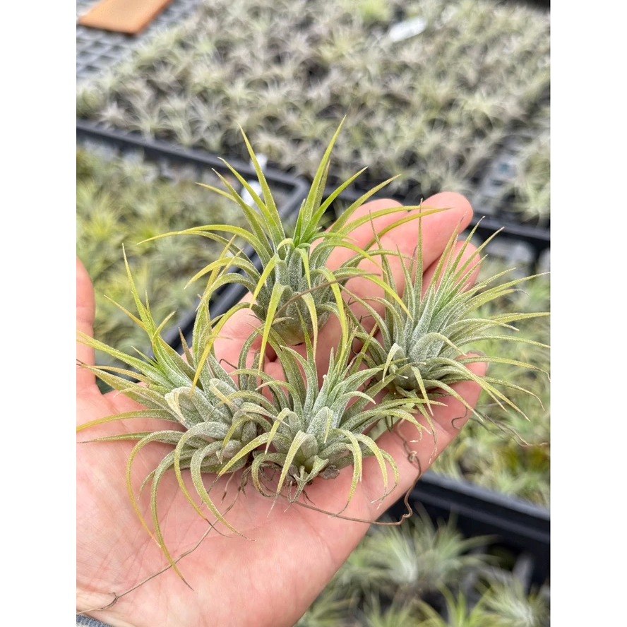 不知名小精靈-10顆