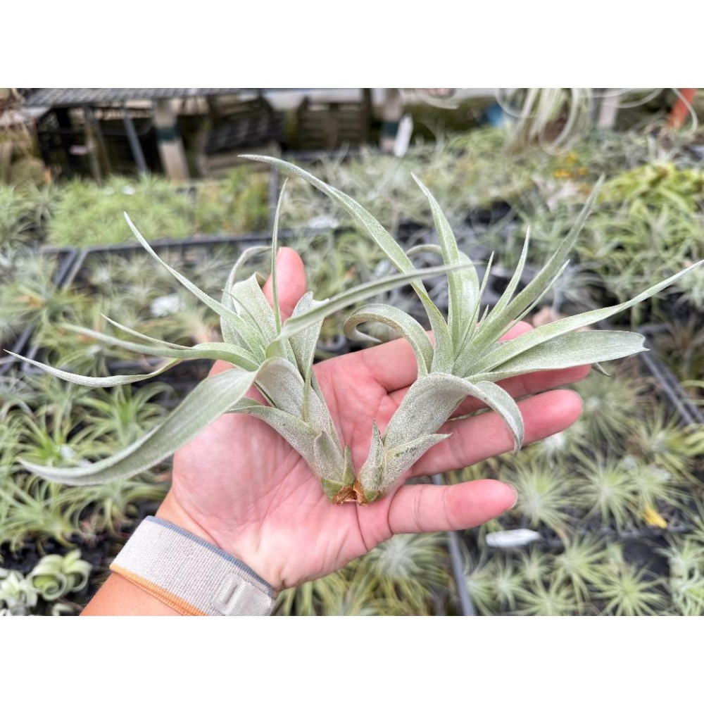 幸福貓「阿比達x電捲」 空氣鳳梨／空鳳（新手五星推薦入門款/植物/地表最強/送禮小物/交換小物/婚禮小物）-細節圖2