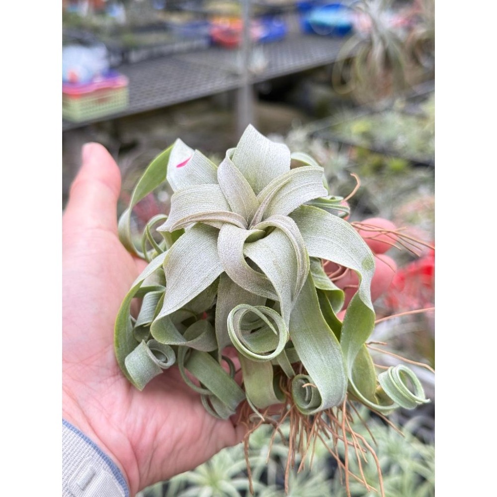 幸福貓「電捲」 空氣鳳梨／空鳳（新手五星推薦入門款/植物/地表最強/送禮小物/交換小物/婚禮小物）-細節圖3