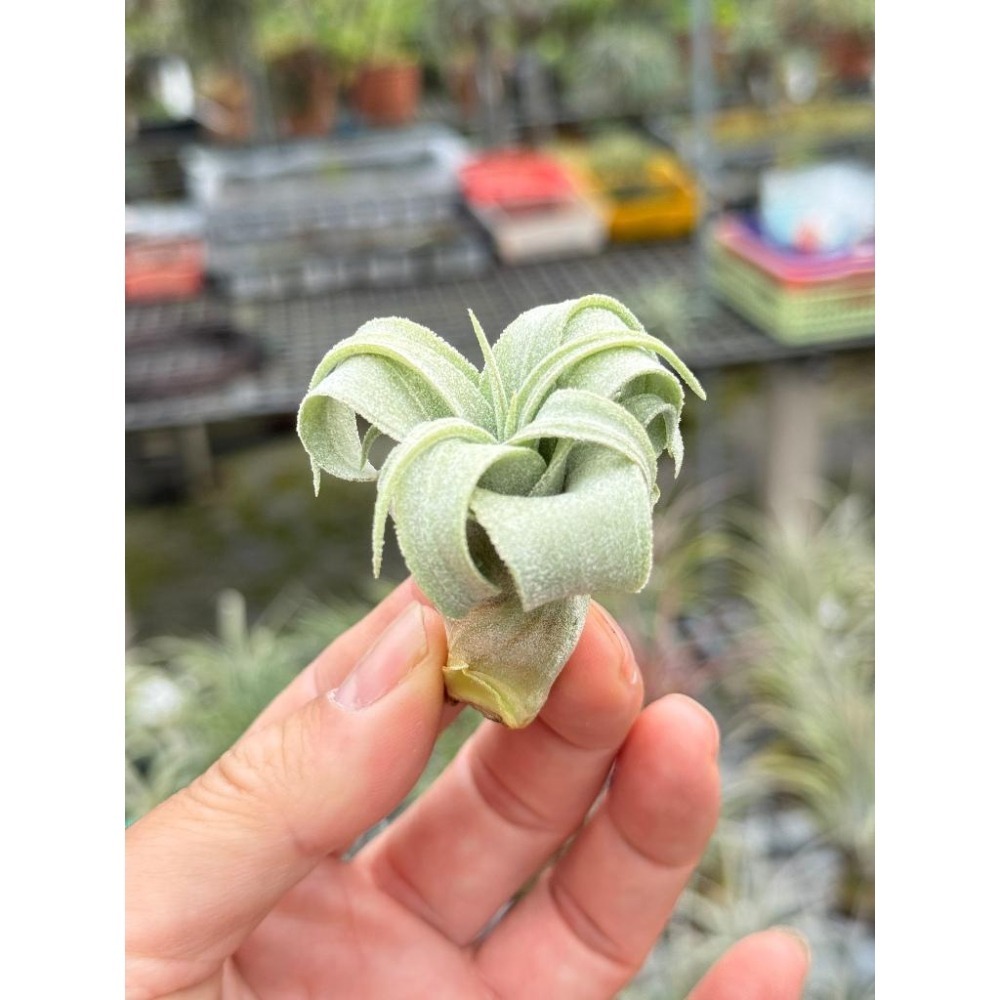 幸福貓「電捲」 空氣鳳梨／空鳳（新手五星推薦入門款/植物/地表最強/送禮小物/交換小物/婚禮小物）-細節圖4