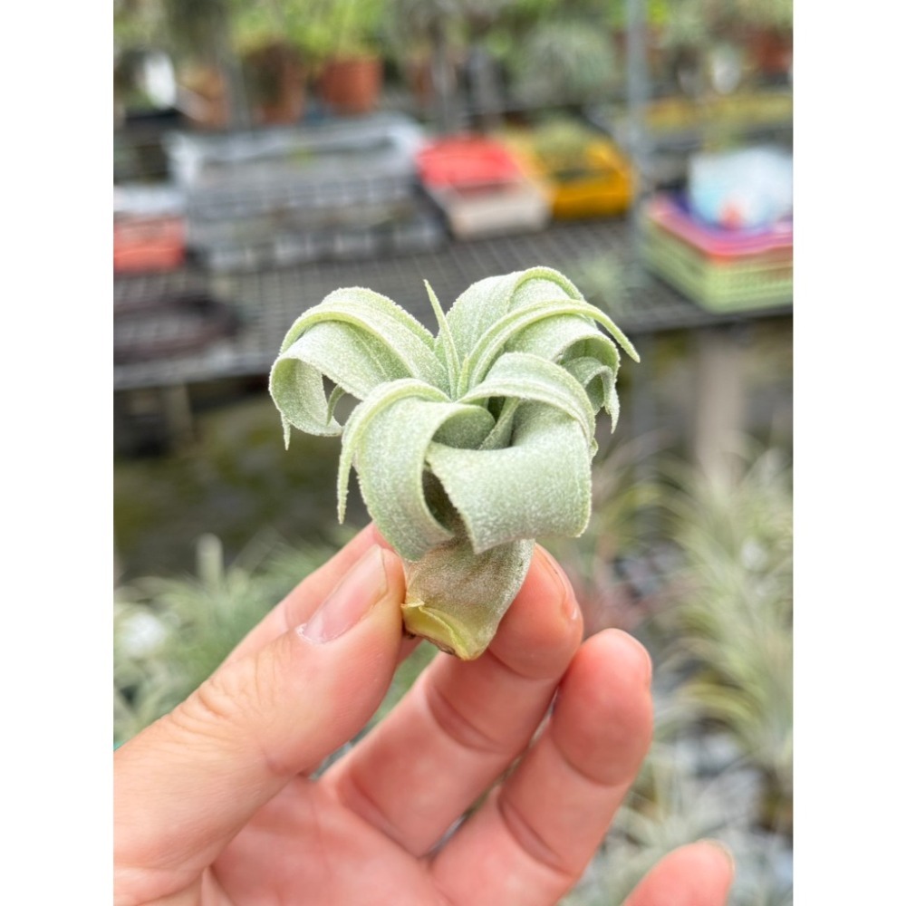 幸福貓「電捲」 空氣鳳梨／空鳳（新手五星推薦入門款/植物/地表最強/送禮小物/交換小物/婚禮小物）-規格圖6