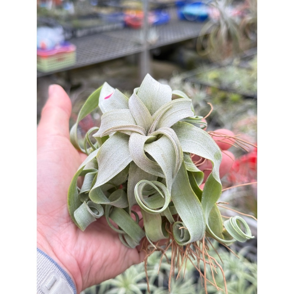 幸福貓「電捲」 空氣鳳梨／空鳳（新手五星推薦入門款/植物/地表最強/送禮小物/交換小物/婚禮小物）-規格圖6
