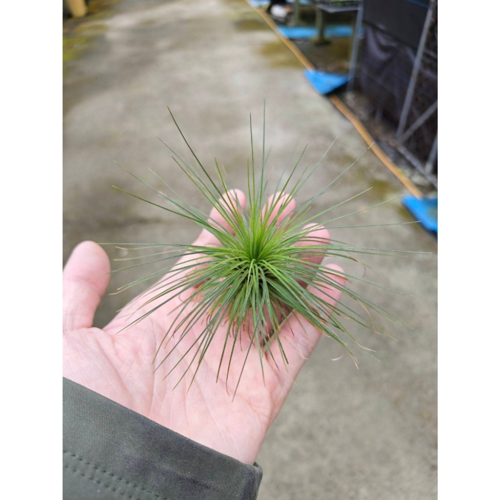 幸福貓「白毛毛」 空氣鳳梨／空鳳（新手五星推薦入門款/植物/地表最強/送禮小物/交換小物/婚禮小物）-細節圖2