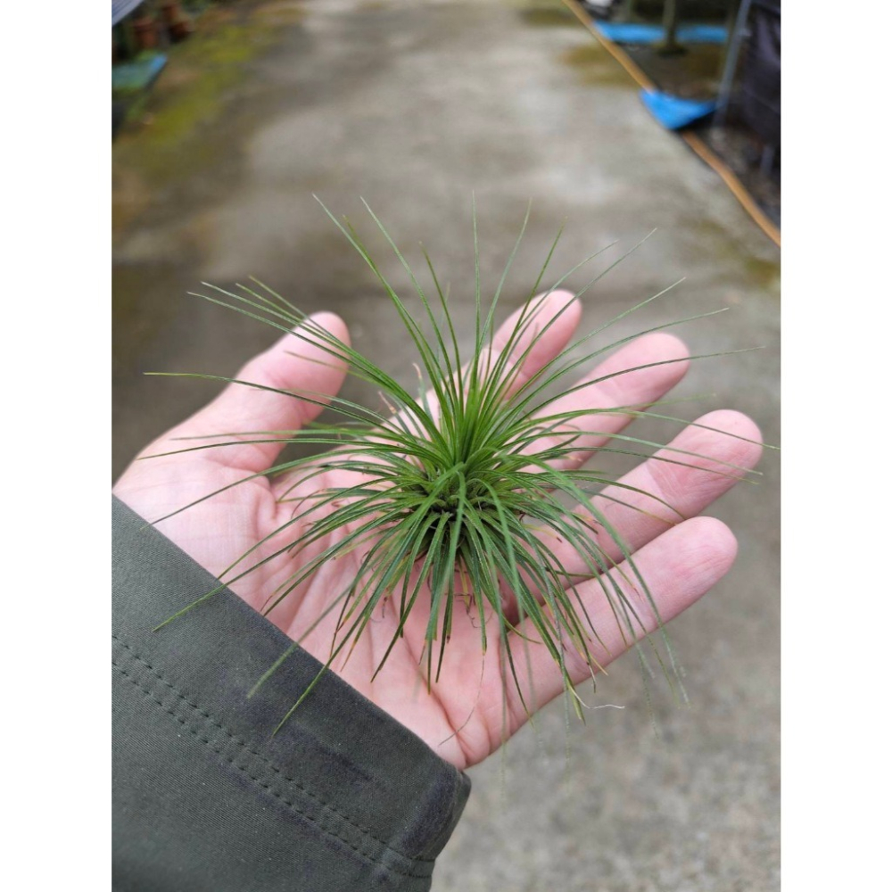 幸福貓「白毛毛」 空氣鳳梨／空鳳（新手五星推薦入門款/植物/地表最強/送禮小物/交換小物/婚禮小物）-細節圖3