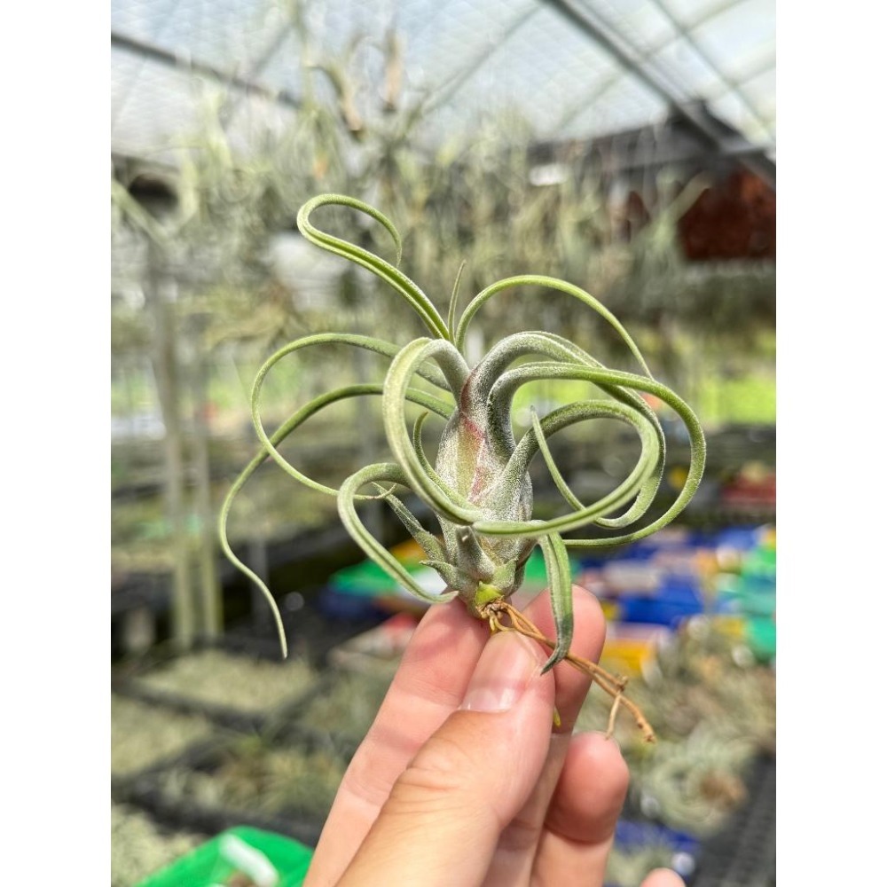 幸福貓「女王頭/梅杜莎」 空氣鳳梨／空鳳（新手五星推薦入門款/植物/地表最強/送禮小物/交換小物/婚禮小物）-細節圖2