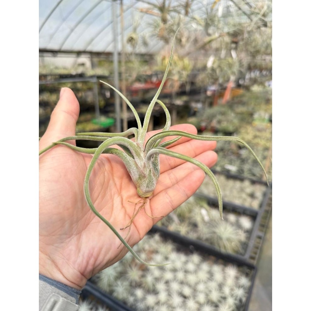 幸福貓「女王頭/梅杜莎」 空氣鳳梨／空鳳（新手五星推薦入門款/植物/地表最強/送禮小物/交換小物/婚禮小物）-細節圖3