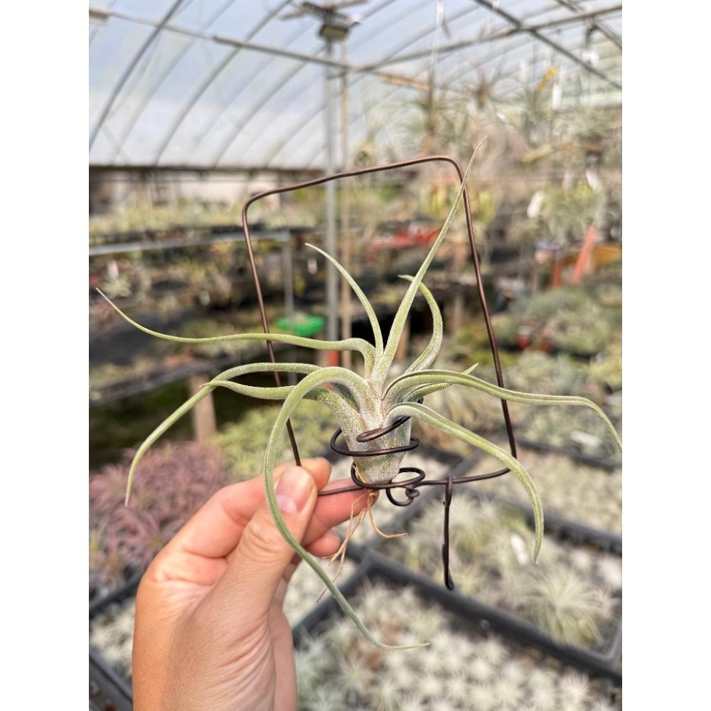 幸福貓「女王頭/梅杜莎」 空氣鳳梨／空鳳（新手五星推薦入門款/植物/地表最強/送禮小物/交換小物/婚禮小物）-細節圖4