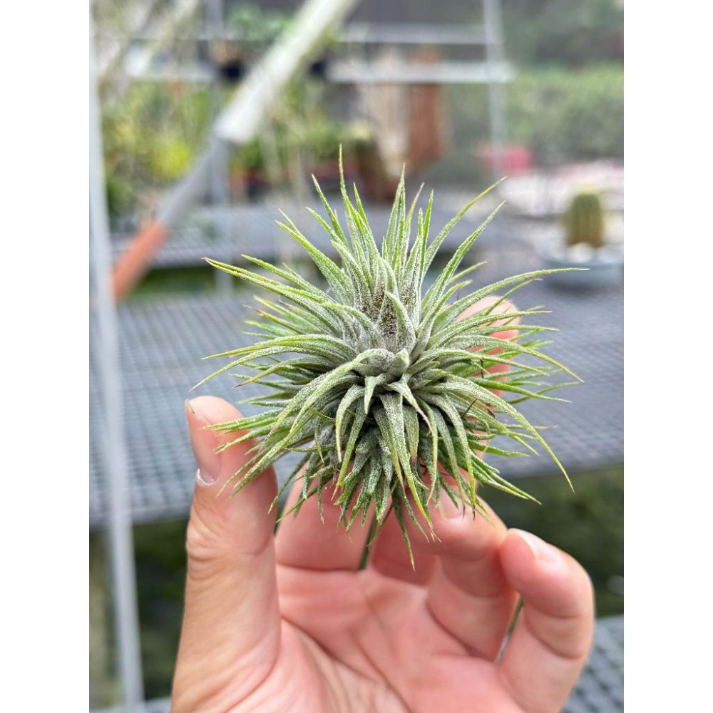 幸福貓「國際＃星小精靈」 空氣鳳梨／空鳳（新手五星推薦入門款/植物/地表最強/送禮小物/交換小物/婚禮小物）-細節圖2