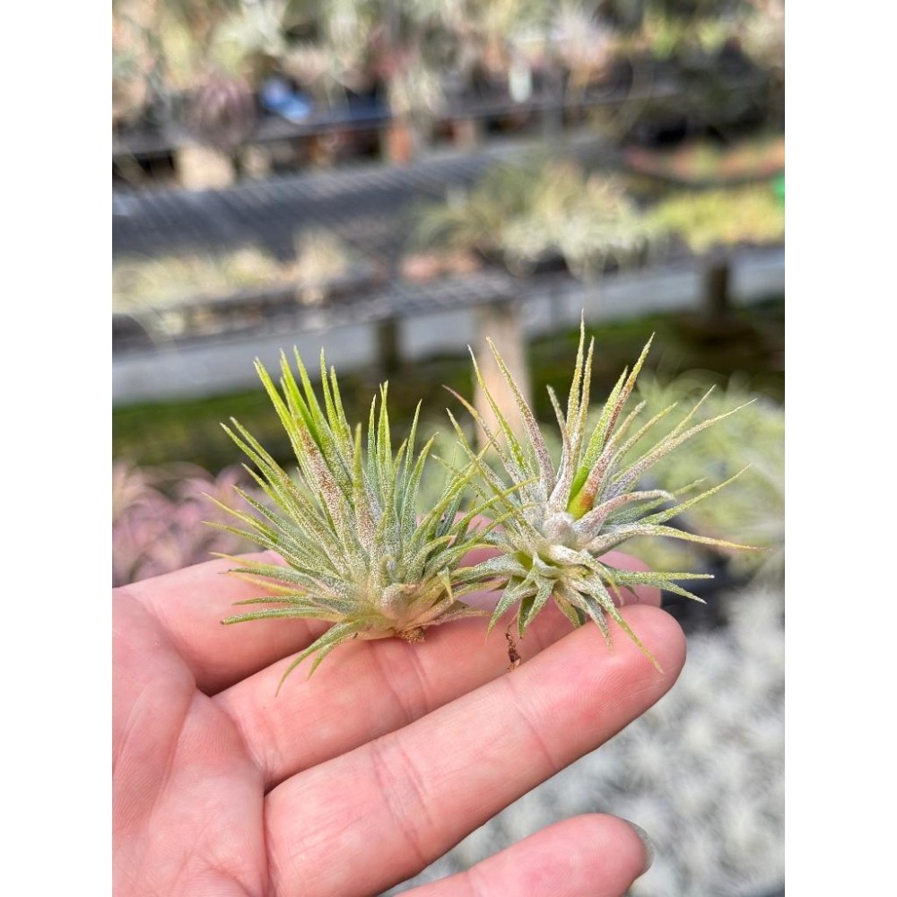 幸福貓「國際＃星小精靈」 空氣鳳梨／空鳳（新手五星推薦入門款/植物/地表最強/送禮小物/交換小物/婚禮小物）-細節圖3