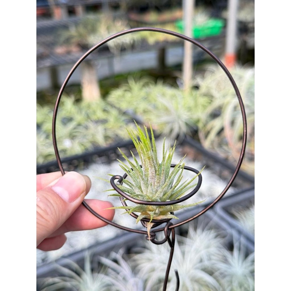 幸福貓「國際＃星小精靈」 空氣鳳梨／空鳳（新手五星推薦入門款/植物/地表最強/送禮小物/交換小物/婚禮小物）-細節圖5