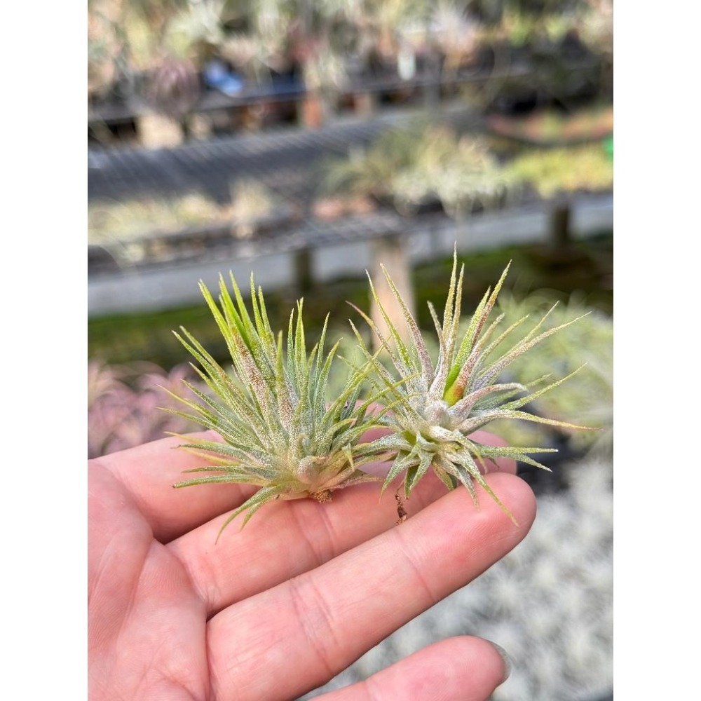 幸福貓「國際＃星小精靈」 空氣鳳梨／空鳳（新手五星推薦入門款/植物/地表最強/送禮小物/交換小物/婚禮小物）-細節圖3