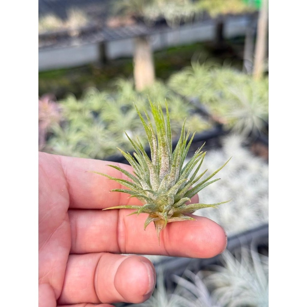 幸福貓「國際＃星小精靈」 空氣鳳梨／空鳳（新手五星推薦入門款/植物/地表最強/送禮小物/交換小物/婚禮小物）-細節圖4