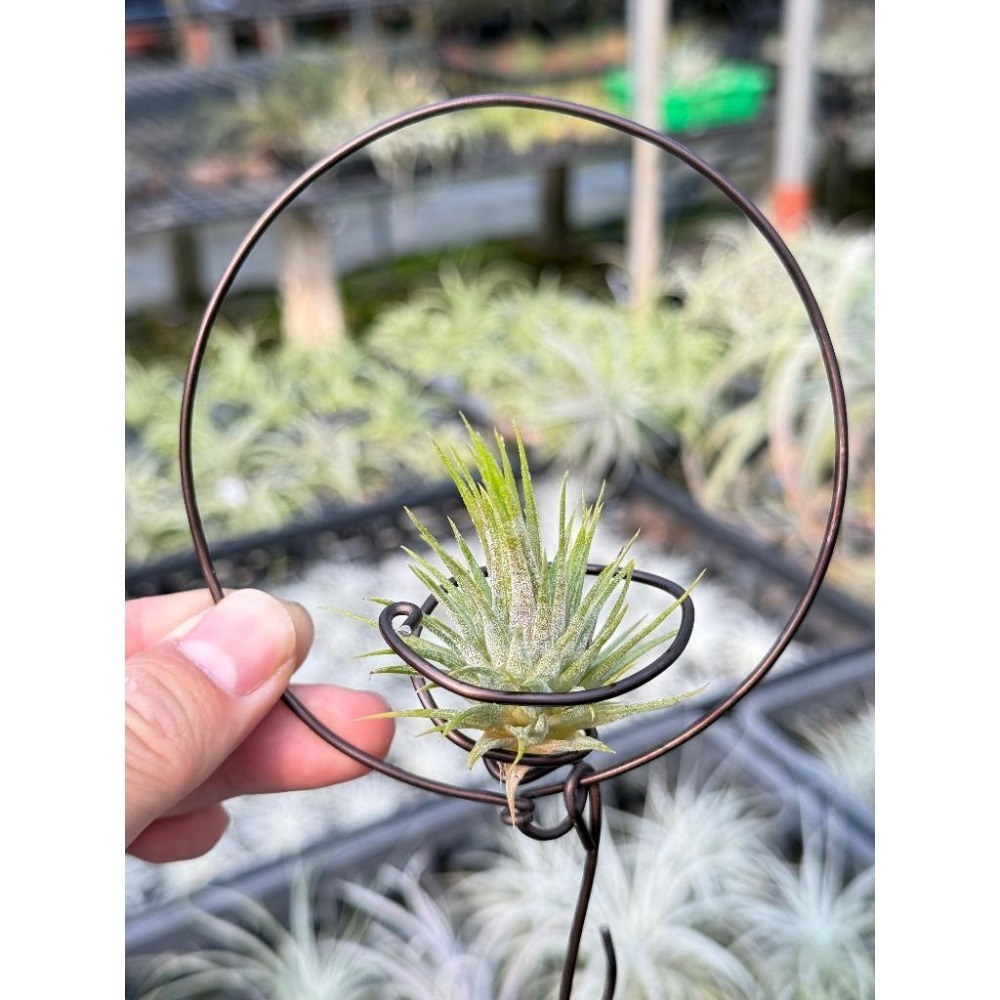 幸福貓「國際＃星小精靈」 空氣鳳梨／空鳳（新手五星推薦入門款/植物/地表最強/送禮小物/交換小物/婚禮小物）-細節圖5