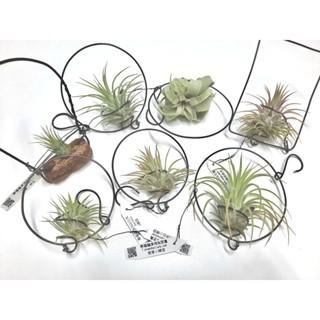 幸福貓「藍花松蘿」 空氣鳳梨／空鳳（新手五星推薦入門款/植物/地表最強/送禮小物/交換小物/婚禮小物）-細節圖3