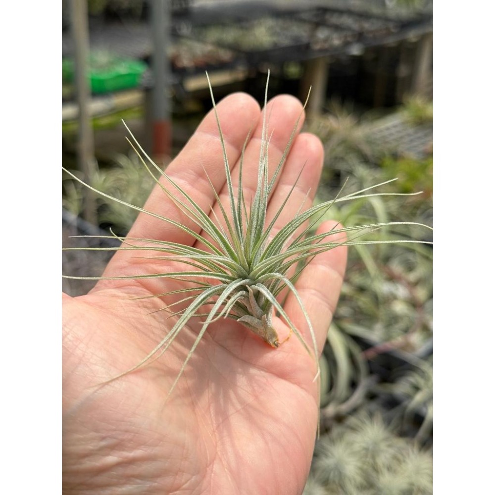 幸福貓「國際＃ 休士頓enaon」空氣鳳梨／空鳳（植物/地表最強/送禮小物/交換小物/婚禮小物）-細節圖2