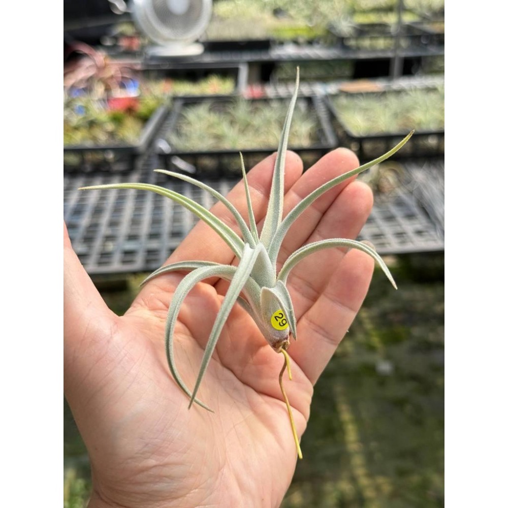 幸福貓「銀冰」 空氣鳳梨／空鳳（新手五星推薦入門款/植物/地表最強/送禮小物/交換小物/婚禮小物）-細節圖2